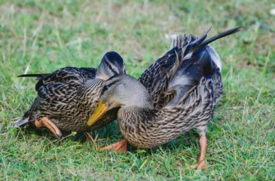 Duck jigsaw puzzle