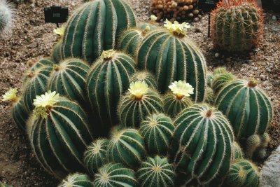 CACTUS jigsaw puzzle