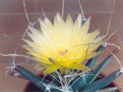 Leuchtenbergia - MÃ©xico jigsaw puzzle