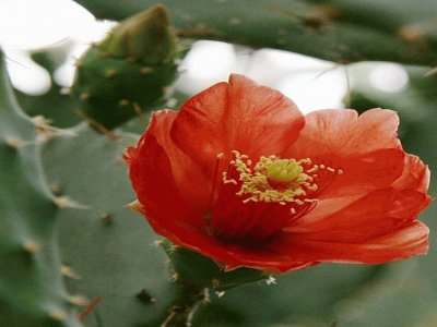 Opuntia Elatior - CentroamÃ©rica jigsaw puzzle