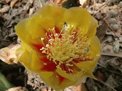 Opuntia Macrocentra - Norte y CentroamÃ©rica jigsaw puzzle