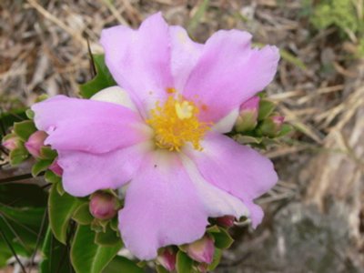 Pereskia Grandifolia - Centro y SudamÃ©rica