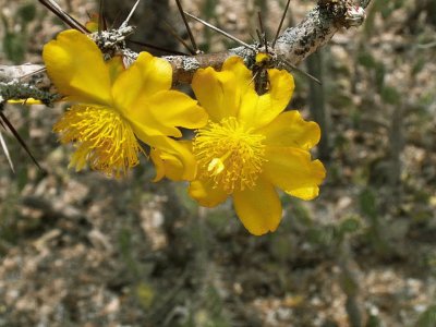 Pereskia Guamacho - Centro y SudamÃ©rica