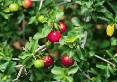 Acerola jigsaw puzzle