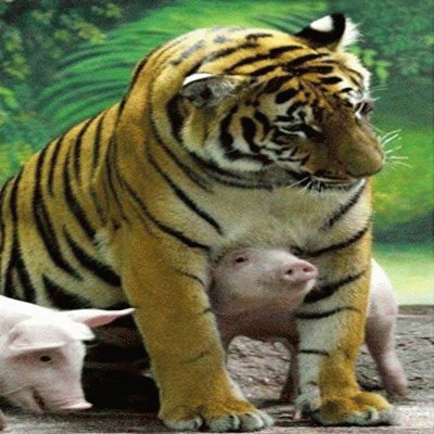 פאזל של Pig and tiger