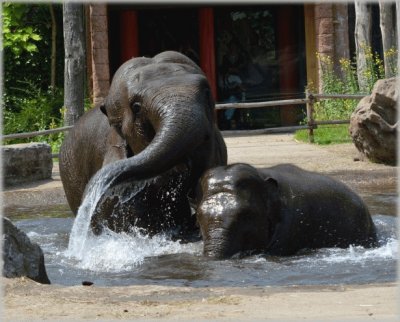 Elephants in the Pool