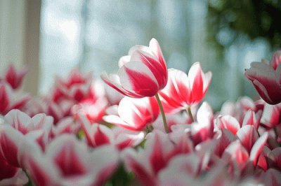 פאזל של Tulipa