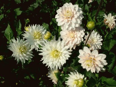 Dalias blancas jigsaw puzzle