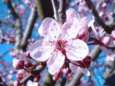 Flor de Ciruelo