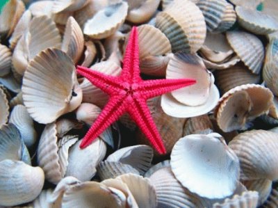 Estrela do mar jigsaw puzzle