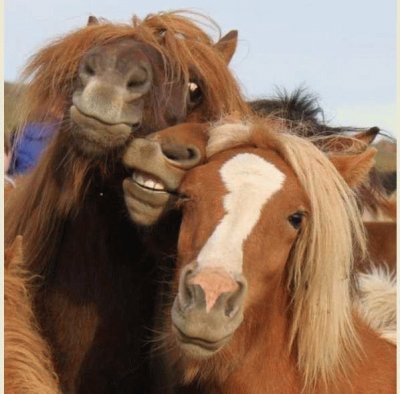 horse laugh jigsaw puzzle