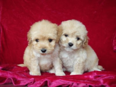 פאזל של hermosos cachorros maltes