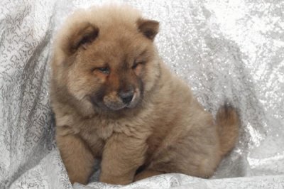 bonito cachorro chowchow jigsaw puzzle