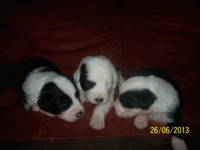 bonitos cachorros pastor ingles