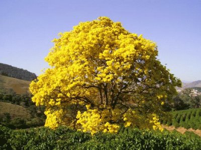 פאזל של IpÃª Amarelo - Ã¡rvore sÃ­mbolo do Brasil