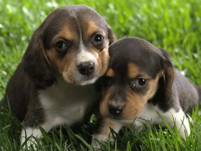 cachorros bonitos