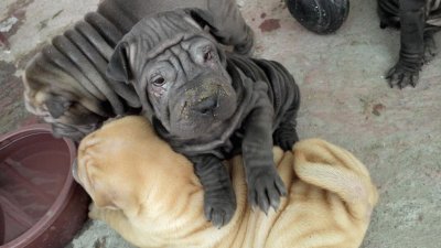 פאזל של sharpei bonitos