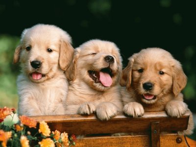 cachorros hermosos