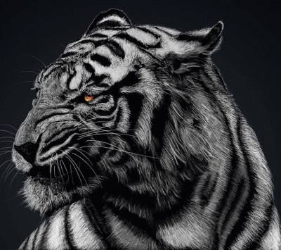 tigre jigsaw puzzle