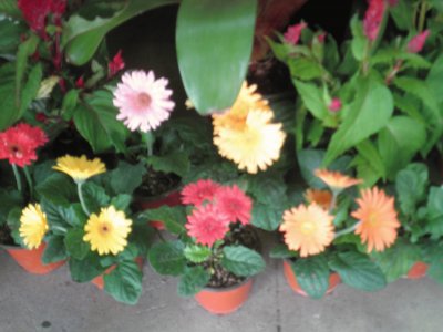 gerberas