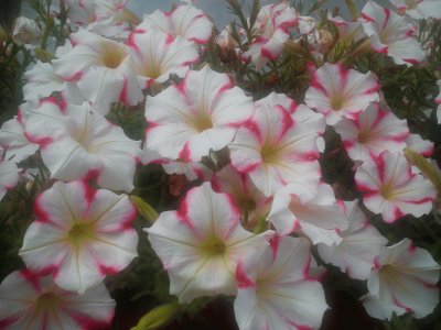 Blumen
