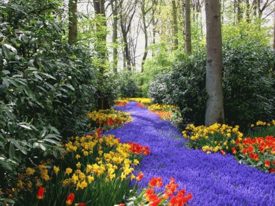 Caminho de flores