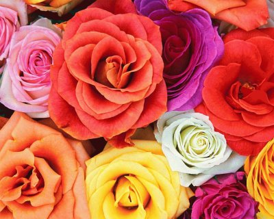 rosas em cores
