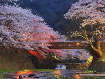 Cherry trees in Tokyo jigsaw puzzle