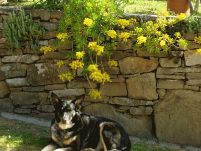 Luki