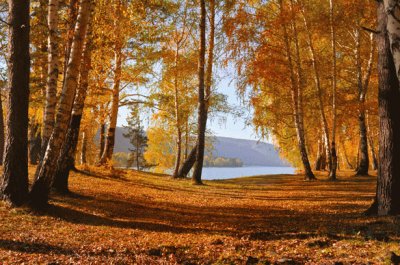 פאזל של Autumn Forest