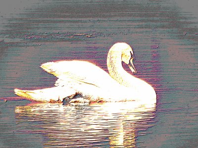 Swan jigsaw puzzle