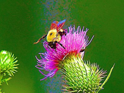 Bumble Bee jigsaw puzzle