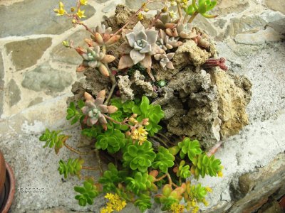 ..mini giardino roccioso jigsaw puzzle