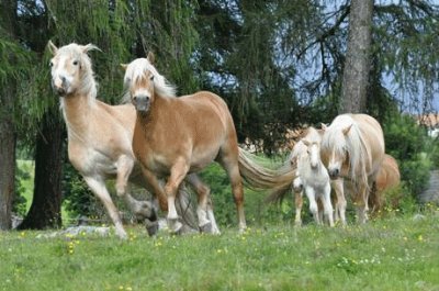 Cavalli in Valle d 'Aosta