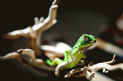 Iguana a Panama jigsaw puzzle