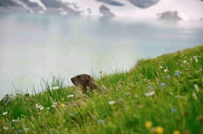 פאזל של Marmotta