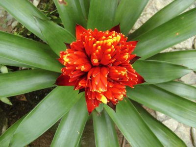 flores