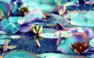 Lily Pads jigsaw puzzle