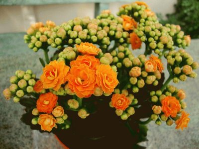 Kalanchoe Blossfeldiana - Madagascar jigsaw puzzle