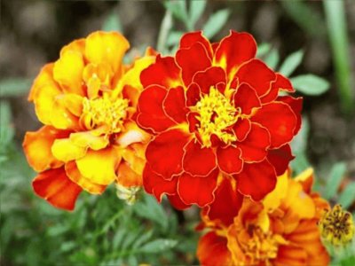 Tagetes - AmÃ©rica