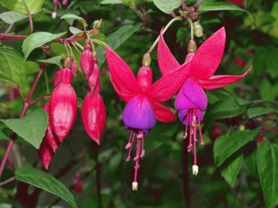 Fuchsia - AmÃ©rica y OceanÃ­a