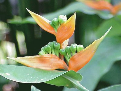 Heliconia Aurantiaca - AmÃ©rica Central jigsaw puzzle