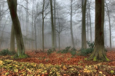 misty trees