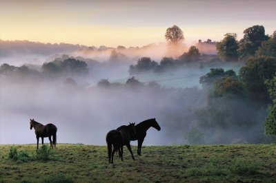 Layers in the mist