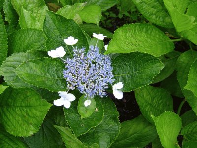 flores