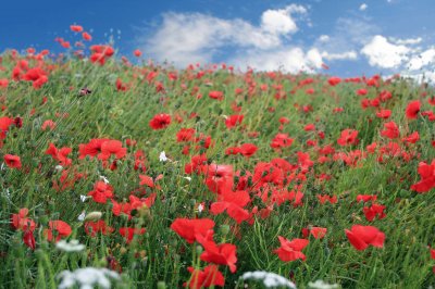 פאזל של poppy field