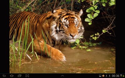 big cat 18 jigsaw puzzle