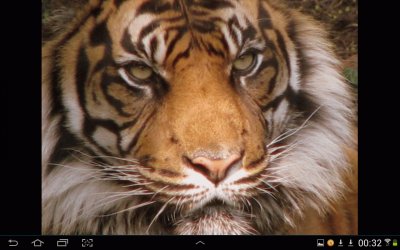 big cat 23