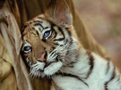 פאזל של tiger kitten