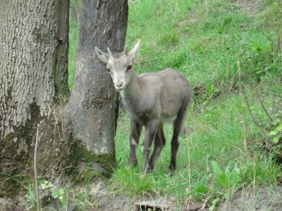 Cucciolo in Valle d 'Aosta